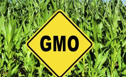 gmo