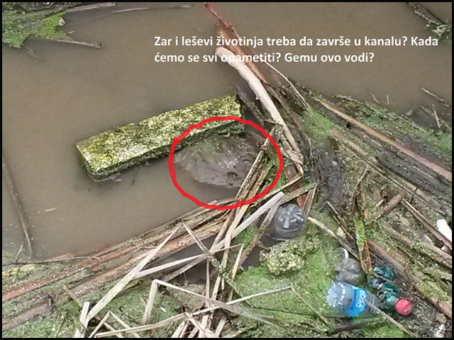 Bolje je, a moglo bi još bolje 6 kanal-a1