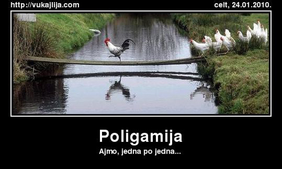 Poligamija nije veroispovest 3 poligamija-1