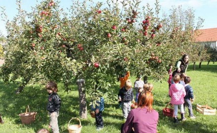 branje jabuka