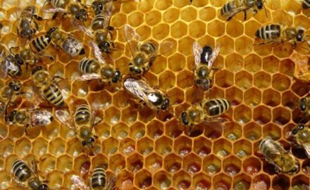 Propolis, pcele