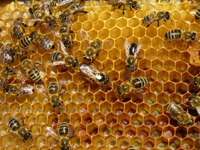 Propolis: Prirodni antibiotik 1 Propolis, pcele