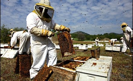 pčelari-3