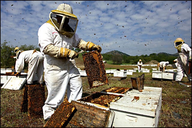 pčelari-3