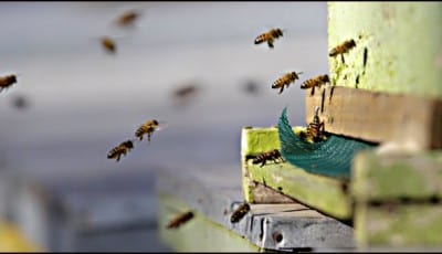 pčelari-4
