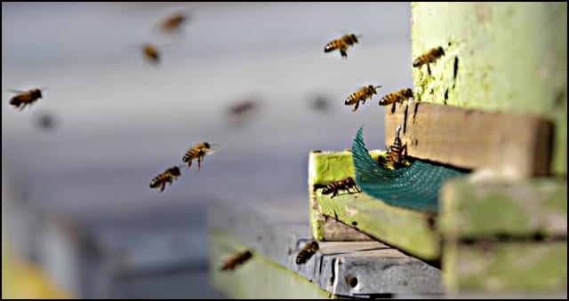 pčelari-4
