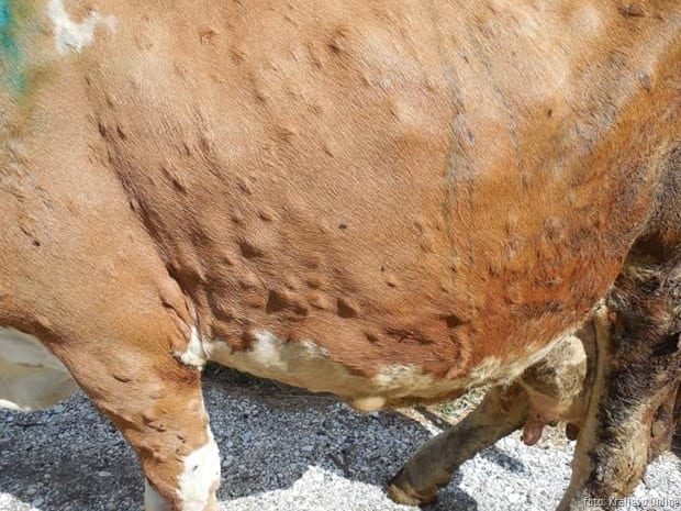 Počela vakcinacija protiv bolesti kvrgave kože 1 Kvrgava koža