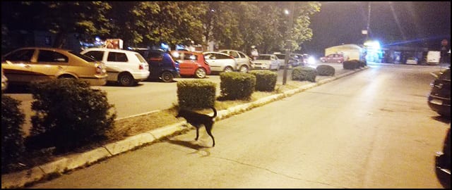 Revoltirani gradjani Ljubić keja 16 kej-1