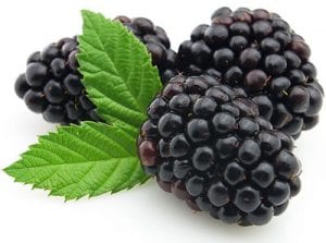 kupina