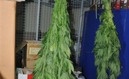 Marihuana