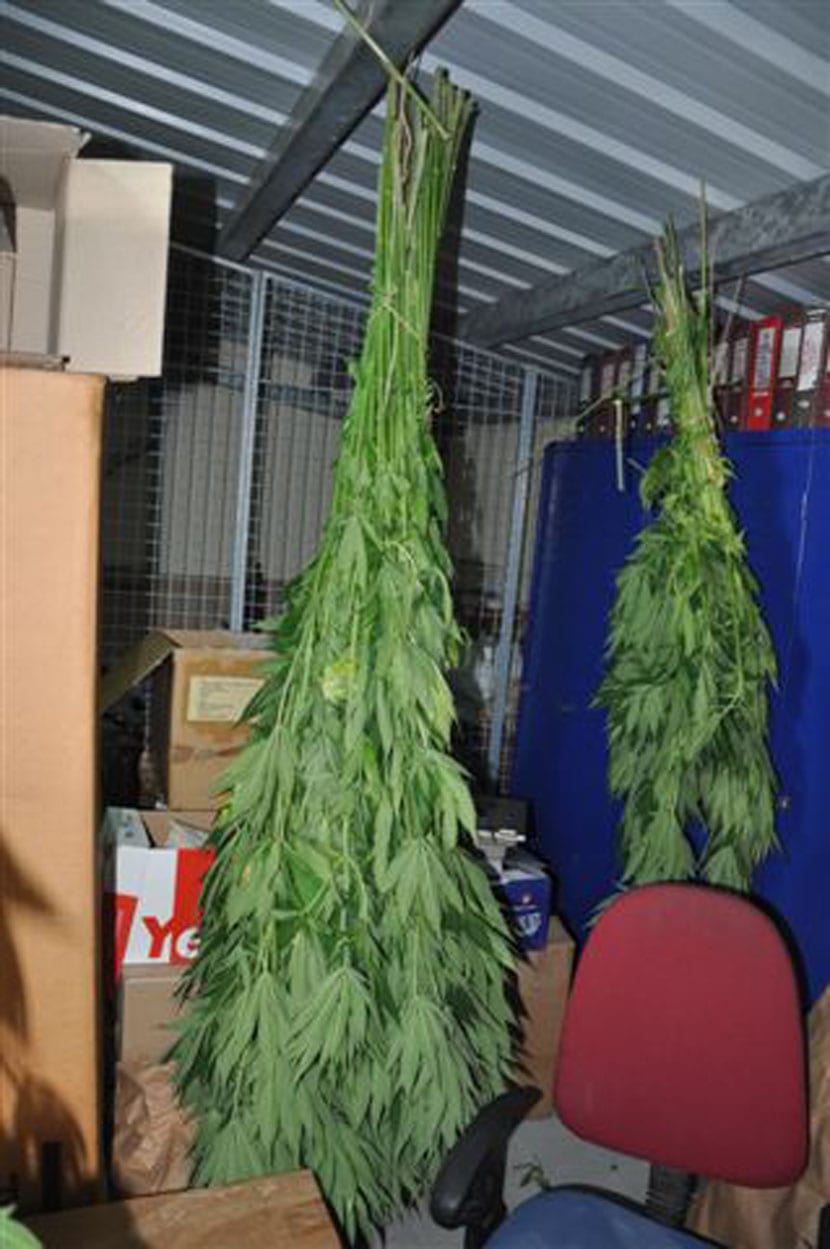 Uhapšen Čačanin zbog uzgajanja marihuane (FOTO) 1 Marihuana