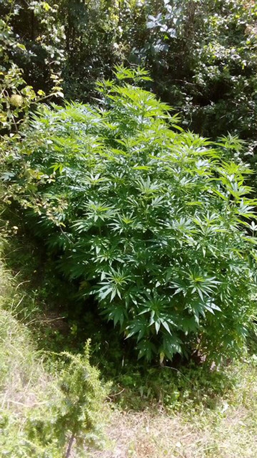 Uhapšen Čačanin zbog uzgajanja marihuane (FOTO) 2 Marihuana