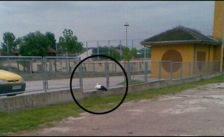 roda-2
