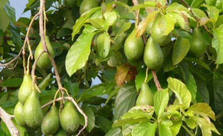 Avokado