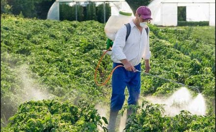 Pesticidi-sve-prisutniji-u-Zapadnoj-Moravi