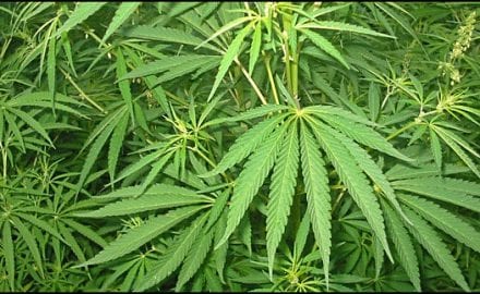 Cannabis1