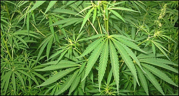 Cannabis1