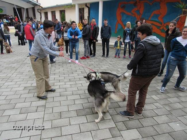 Izložba kućnih ljubimaca u Gimnaziji (FOTO) 14 Izložba Gimnazija