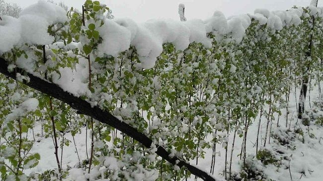 Maline pod snegom, prepolovljen rod (FOTO) 2 Maline sneg