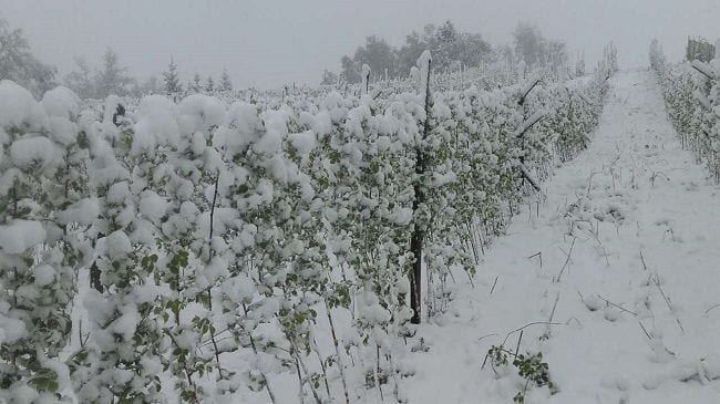 Maline pod snegom, prepolovljen rod (FOTO) 1 Maline sneg