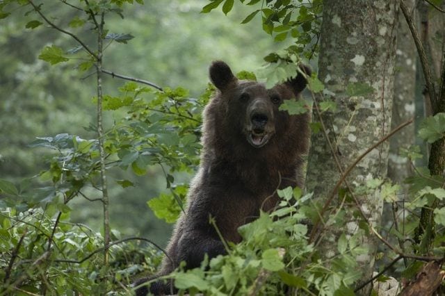 Medved od ljudi pobegao sa Ravne Gore, stigao na Vujan 1 medved