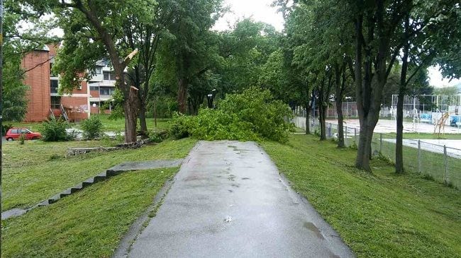 Vetar lomio drveće na bedemu i SC Mladost (FOTO) 1 nevreme