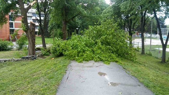 Vetar lomio drveće na bedemu i SC Mladost (FOTO) 3 nevreme1