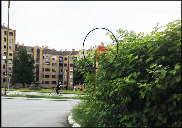 Šta rade odgovorni 1 saob-znak-1