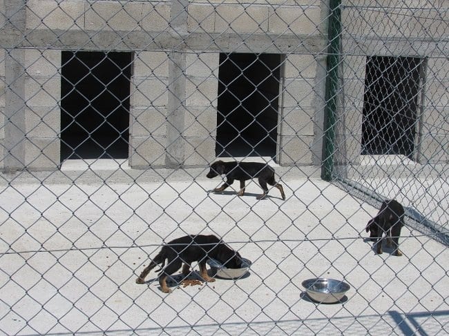 Počeo sa radom AZIL za nezbrinute životinje (FOTO) 7 azil