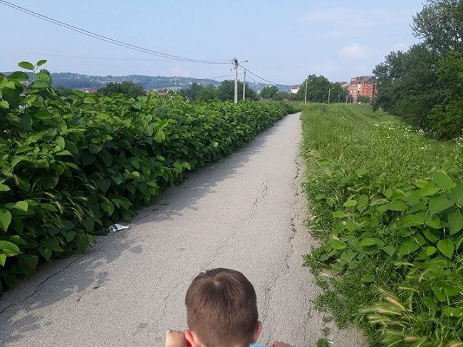 Korov osvojio bedem 2 bedem