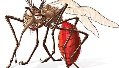 komarac-mosquito