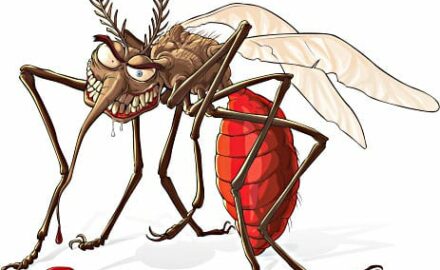 komarac-mosquito