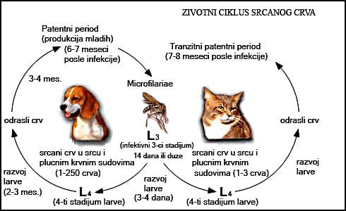 srcani-crv