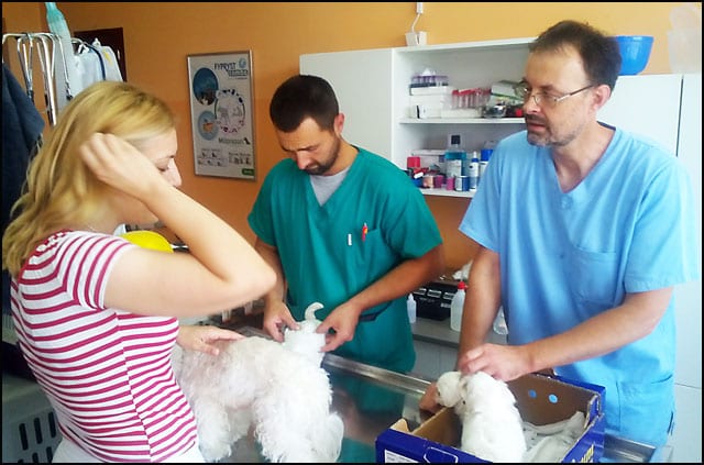 veterinar