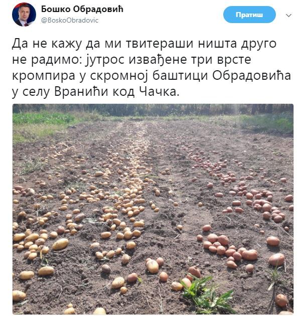 Obradoviću dobro rodio krompir 1 basta
