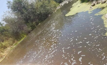 pomor ribe