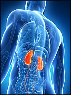 BlueManKidneys