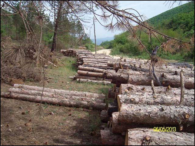 Zbog ilegalne seče godišnje nestane hiljade hektara šuma 4 cins-espravna-seca-suma-u-Vrtogosu-2013