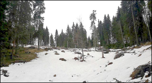 Jankove-bare-1