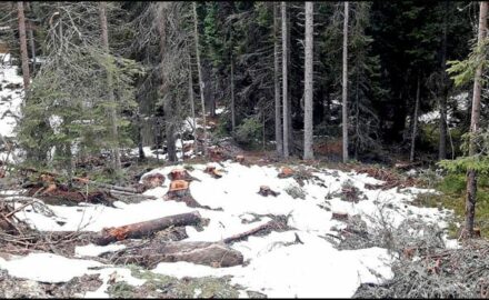 Jankove-bare-4