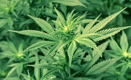 marihuana