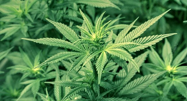 Gde i kako je legalizovana marihuana u svetu? 1 marihuana