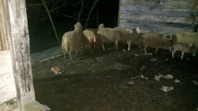 Psi lutalice zaklali pet ovaca (FOTO) 2 ovce