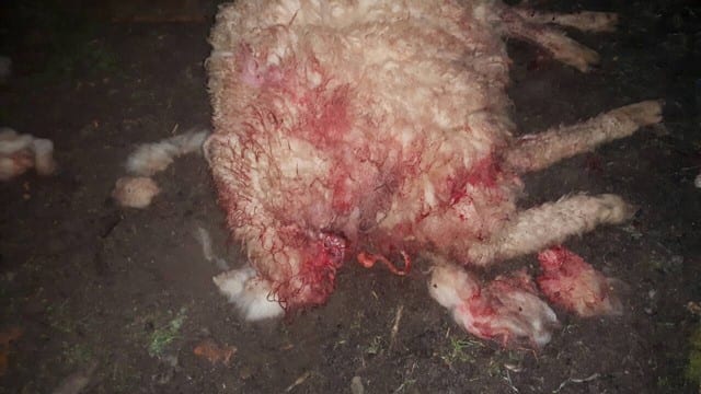 Psi lutalice zaklali pet ovaca (FOTO) 3 ovce1