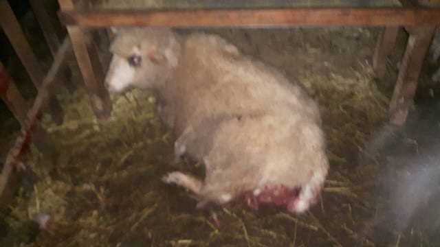 Psi lutalice zaklali pet ovaca (FOTO) 7 ovce6
