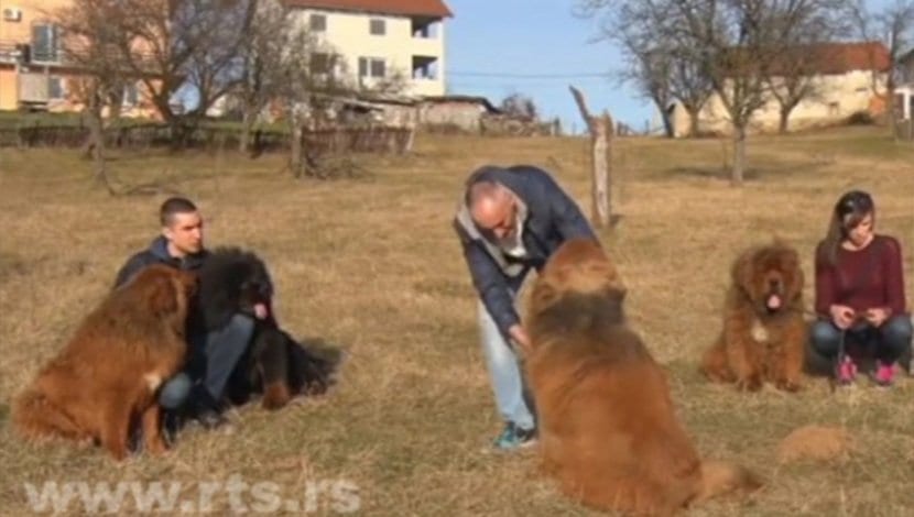 Neobična vrsta pasa u Milanovcu 2 tibetanski