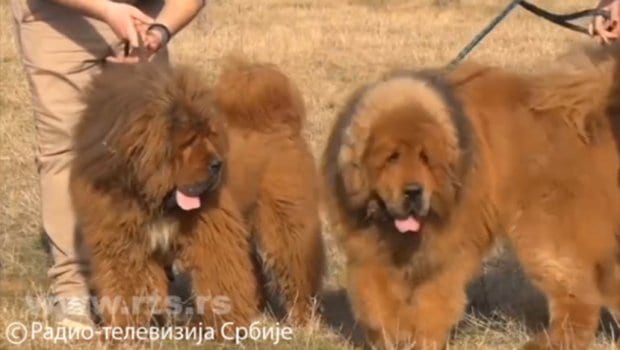 Neobična vrsta pasa u Milanovcu 1 tibetanski1