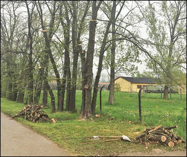 drvoseče-8