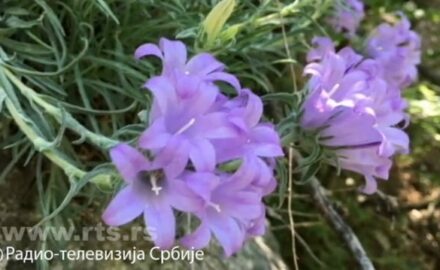 orhideja