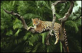 tigar